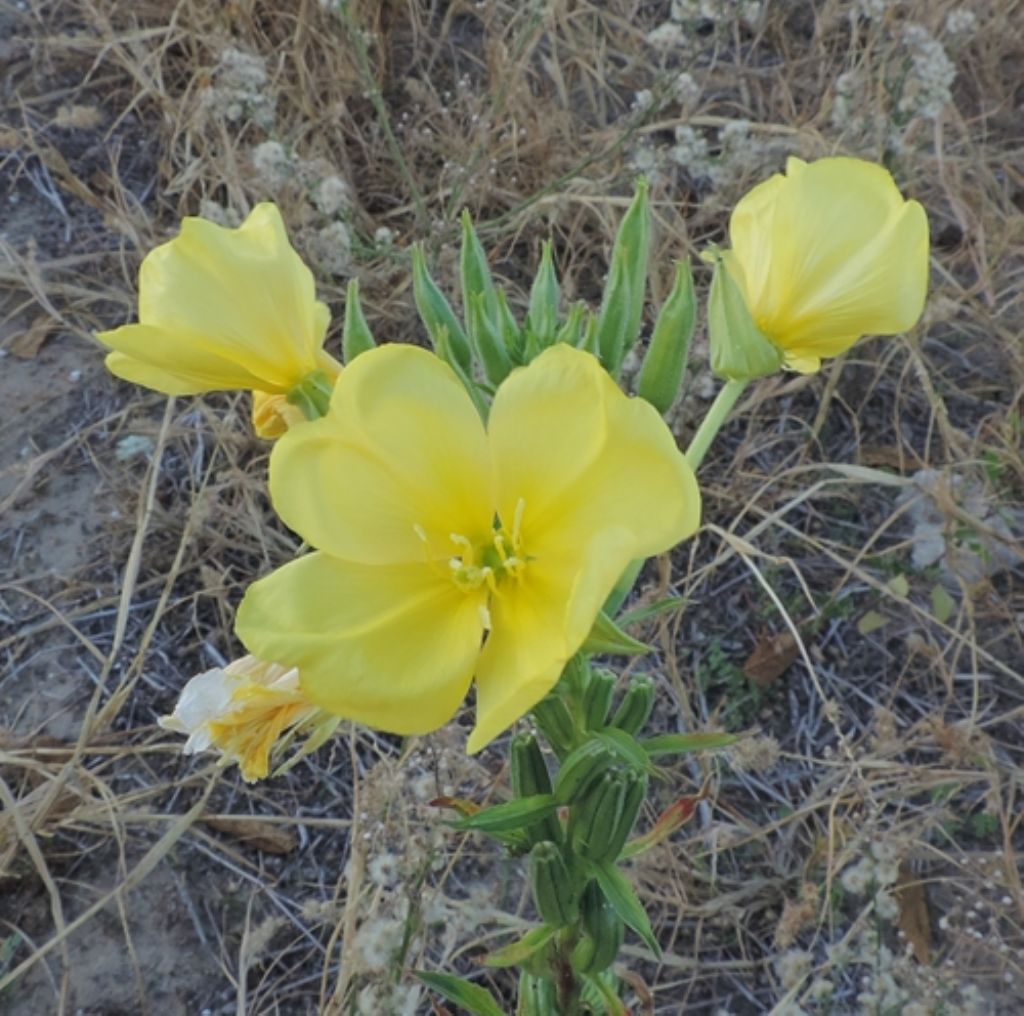 Piante dunali: Oenothera sp.